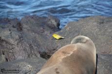 Galapagos 2010 -IMG 7384